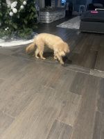 Toy Poodle Puppies for sale in Bowie, Maryland. price: NA