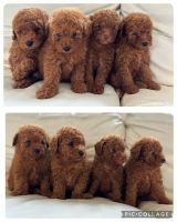 Toy Poodle Puppies for sale in Parramatta, New South Wales. price: NA