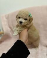 Toy Poodle Puppies for sale in Fort Wayne, Indiana. price: $450