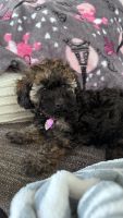 Toy Poodle Puppies for sale in Raleigh, North Carolina. price: $1,500