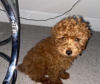 Toy Poodle Puppies for sale in Atlanta, Georgia. price: $1,900
