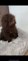Toy Poodle Puppies for sale in Parramatta, New South Wales. price: $1,400