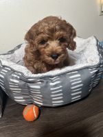 Toy Poodle Puppies for sale in Fountain Valley, California. price: $2,000