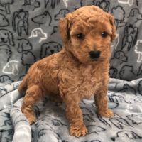 Toy Poodle Puppies for sale in Falls Church, VA, USA. price: $4,000