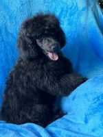 Toy Poodle Puppies for sale in Findlay, Ohio. price: $1,200