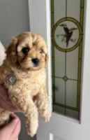 Toy Poodle Puppies for sale in Regents Park, Queensland. price: $1,900