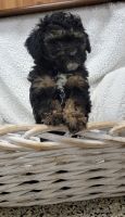 Toy Poodle Puppies for sale in East Earl, PA 17519, USA. price: $1,200