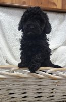 Toy Poodle Puppies for sale in East Earl, PA 17519, USA. price: $1,000