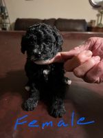 Toy Poodle Puppies for sale in Malakoff, Texas. price: $1,200