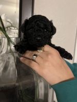 Toy Poodle Puppies for sale in Arlington, TX, USA. price: $2,800