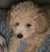 Toy Poodle Puppies for sale in Fort Worth, Texas. price: $975