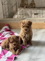 Toy Poodle Puppies for sale in Sacramento, California. price: $1,000