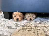 Toy Poodle Puppies for sale in Sacramento, California. price: $1,000