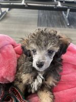 Toy Poodle Puppies for sale in Brandenburg, KY 40108, USA. price: $1,000