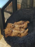 Toy Poodle Puppies for sale in Casterton, Victoria. price: $2,000