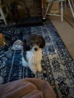 Toy Poodle Puppies for sale in Arcadia, Florida. price: $1