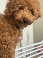 Toy Poodle Puppies for sale in Parramatta, New South Wales. price: $2,000