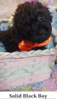 Toy Poodle Puppies for sale in Southgate, MI 48195, USA. price: $1,100