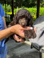 Toy Poodle Puppies for sale in Logan City, Queensland. price: $2,500
