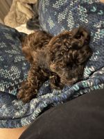 Toy Poodle Puppies for sale in Miami, Florida. price: $2,500
