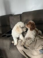 Toy Poodle Puppies for sale in Cape Coral, Florida. price: $500
