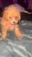 Toy Poodle Puppies for sale in Grand Blanc, Michigan. price: $1,100