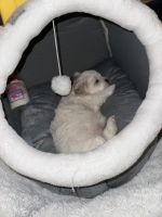 Toy Poodle Puppies for sale in Dallas, Georgia. price: $860