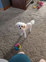 Toy Poodle Puppies for sale in Dorr, Michigan. price: $1,500