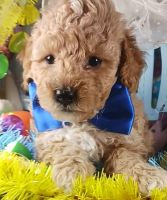 Toy Poodle Puppies for sale in Southgate, MI 48195, USA. price: $750
