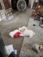 Toy Poodle Puppies for sale in Elmira Heights, New York. price: $900