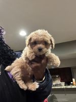 Toy Poodle Puppies for sale in Randallstown, Maryland. price: $1,300
