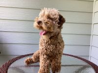 Toy Poodle Puppies for sale in Cartersville, Georgia. price: NA