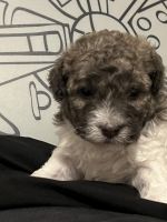 Toy Poodle Puppies for sale in Florence, AZ, USA. price: $1,900