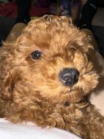 Toy Poodle Puppies for sale in Miami, Florida. price: $1,700