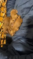 Toy Poodle Puppies for sale in Brooklyn, New York. price: $2,000