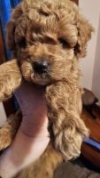 Toy Poodle Puppies for sale in Ilion, New York. price: $40,000