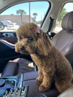 Toy Poodle Puppies for sale in West Melbourne, Florida. price: $2,000