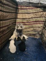 Toy Poodle Puppies for sale in Holly Springs, NC, USA. price: $2,300