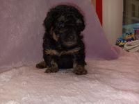 Toy Poodle Puppies for sale in Munford, Alabama. price: $800