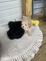 Toy Poodle Puppies for sale in Hickory, North Carolina. price: $700