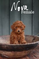 Toy Poodle Puppies for sale in Tyrone, Pennsylvania. price: $2,100
