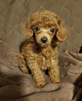 Toy Poodle Puppies for sale in Panama City, Florida. price: $1,800
