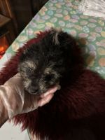 Toy Poodle Puppies for sale in Navasota, Texas. price: $500