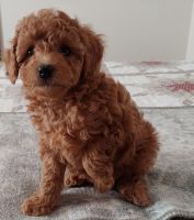 Toy Poodle Puppies for sale in Rapid City, SD, USA. price: $1,600