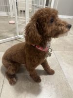 Toy Poodle Puppies for sale in Apopka, Florida. price: $1,500