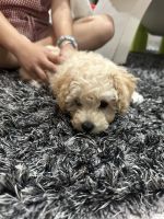 Toy Poodle Puppies for sale in Padstow, New South Wales. price: $2,200