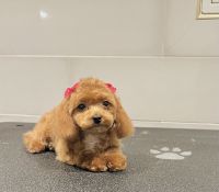 Toy Poodle Puppies for sale in Columbia, South Carolina. price: $6,500