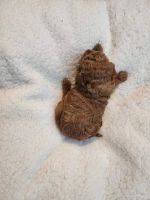 Toy Poodle Puppies for sale in Avondale, Arizona. price: $1,995