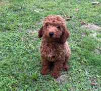 Toy Poodle Puppies for sale in Belleview, Florida. price: $1,350