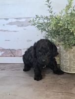 Toy Poodle Puppies for sale in Mt Angel, OR 97362, USA. price: $1,600